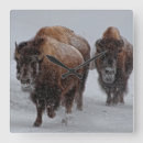 Recherche de yellowstone horloges Nature