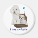 Recherche de le caniche standard magnets Animaux