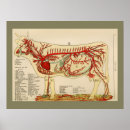 Recherche de animaux vintage posters Animaux de ferme
