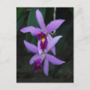 Recherche de orchidées de cattleya cartes postales Nature