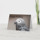 Recherche de parrot birthday Bird