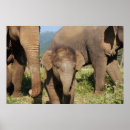 Recherche de éléphant posters Tourisme