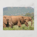 Recherche de elefant posters Afrika