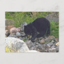 Recherche de ourson cartes postales Cuiller