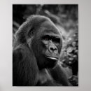 Recherche de portrait de gorille art Photographie de la faune