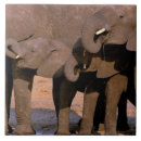 Recherche de tanzanie carreaux Environnement