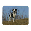 Recherche de augmenté magnets Chien