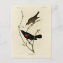 Recherche de oiseau rouge cartes postales Illustration