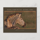 Recherche de zèbre rayé cartes postales Zèbres