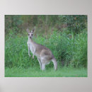 Recherche de kangaroo posters Bleu