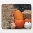 Recherche de chat et citrouille Automne