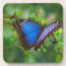 Recherche de papillon bleu dessous de verres Morpho
