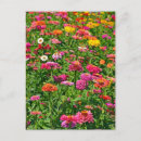Recherche de dahlia cartes postales Botanique