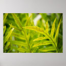 Recherche de hawaï posters Motif