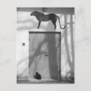 Recherche de panthère photographie Gros chat