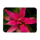 Recherche de succulents magnets Pour eux