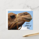 Recherche de dromadaire cartes postales Drôle
