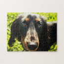 Recherche de teckel puzzles Chien