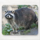 Recherche de ratons laveurs tapis souris Pour tous