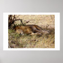 Recherche de safari birthday posters Pour tous