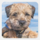 Recherche de terriers autocollants Amusant