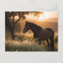 Recherche de cheval cartes postales Coucher de soleil