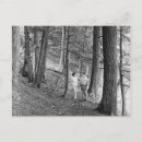 Recherche de pistes cartes postales Vintage