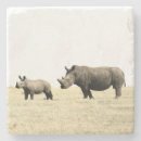 Recherche de rhinocéros dessous de verres Safari