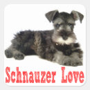 Recherche de chien schnauzer miniature autocollants Chiot
