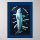 Recherche de baleine beluga posters Blanc