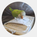 Recherche de parrot autocollants Animal