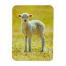 Recherche de moutons magnets Agneau