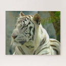 Recherche de tigre blanc puzzles Félin