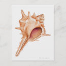 Recherche de murex cartes postales Coquille