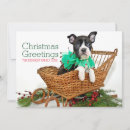 Recherche de noël de terrier photographie Petit