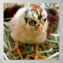 Recherche de poussin posters Volaille