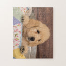 Recherche de goldendoodle puzzles Chien
