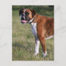 Recherche de pam cartes postales Chien