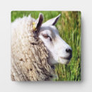 Recherche de élevage photographie Mouton