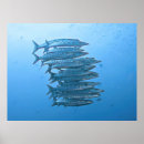 Recherche de barracuda Poisson