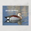 Recherche de oiseaux aquatiques vœux cartes Canard
