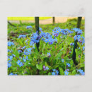Recherche de myosotis cartes postales Bleu