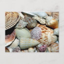 Recherche de plage de coquillages cartes postales Floride