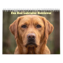 Recherche de labrador calendriers Retriever