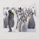 Recherche de poussin mignon cartes postales Drôle