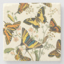 Recherche de insectes dessous de verres Ailes