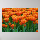 Recherche de tulpe Flore