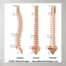 Recherche de moelle épinière posters Anatomie