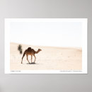 Recherche de camel posters Dubaï