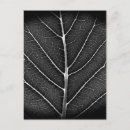 Recherche de veines cartes postales Nature